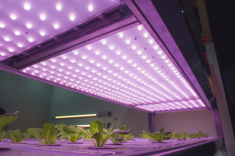quantum board LED grow light