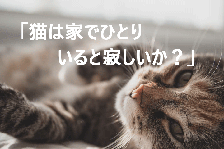 猫は家でひとりいると寂しいか Mwpostore