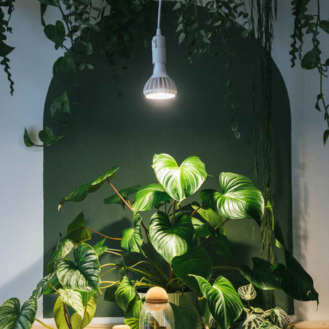 The Pianta grow light ceiling pendant above lots of thriving plants