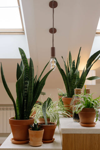 picture of indoor plants with grow lights