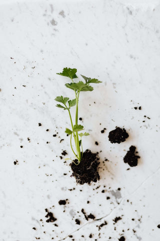 Seedling with some soil