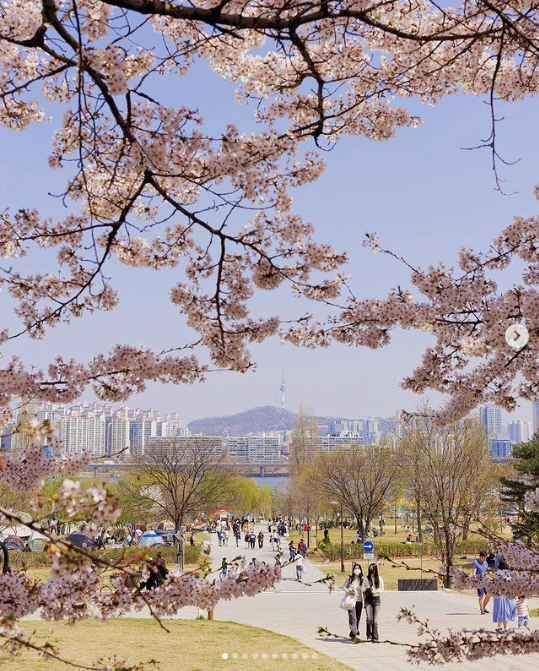 Cherry trees in Yeouido Hangang Park