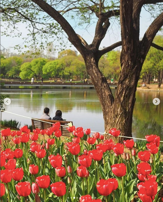 A couple sitting on a bench under a tree with red tulips in the foreground