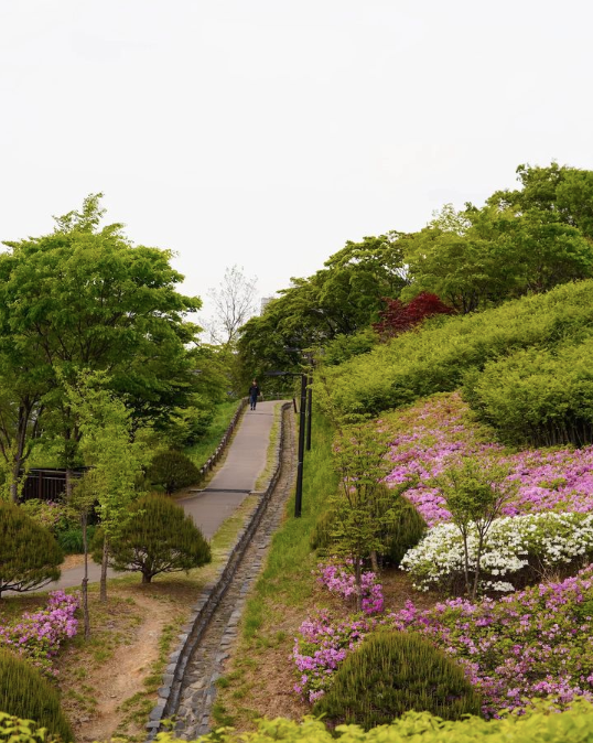 Namsan Park hill with azaleas and other flowers