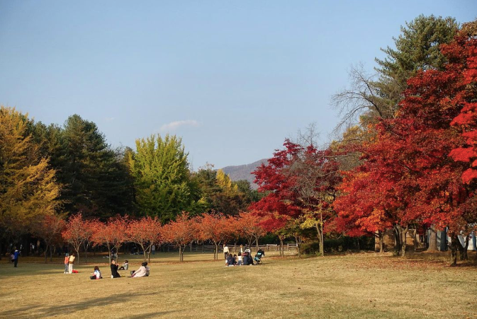 Nami Island picnic area with leaves turning red