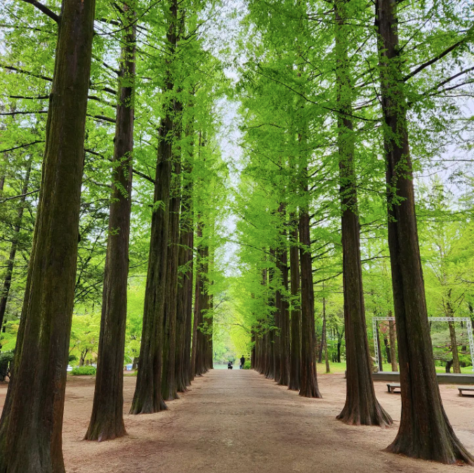 Tree-lined alley on Nami Island