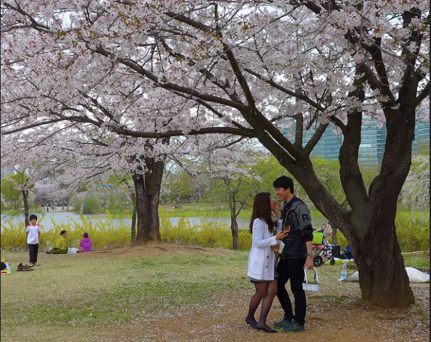 A couple standing under a cherry blossom tree in Ilsan Lake Park