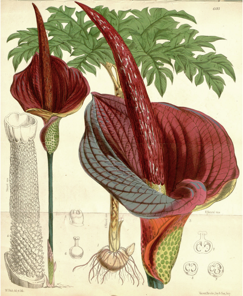 Artist's sketch of konjac plant