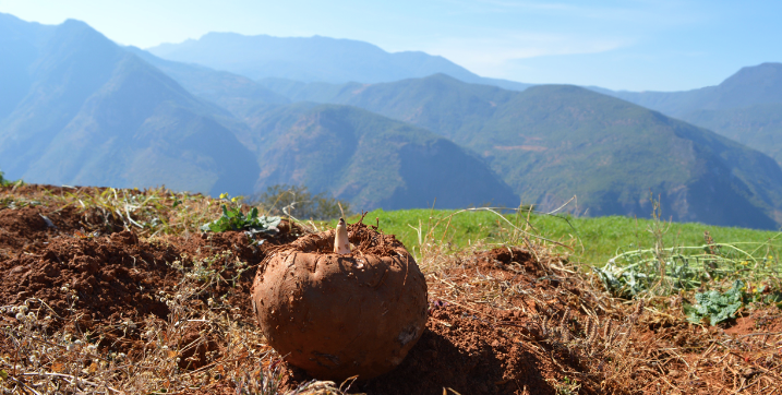 Harvest konjac on cleared land in mountains