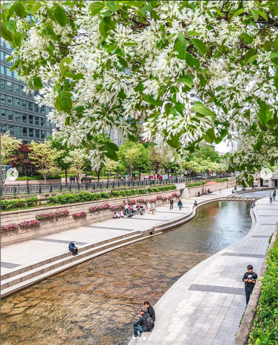 A stream surrounded by concrete with flowering tree branches overhead