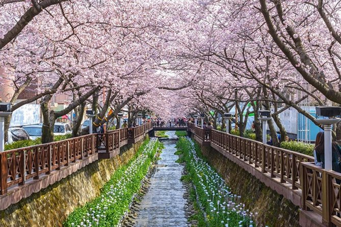 Jinhae Cherry Blossom Festival