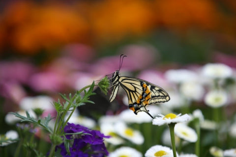 A butterfly picture from the Hampyeong Butterfly Festival