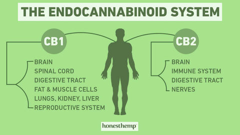 Info graphic of the endocannabinoid system 