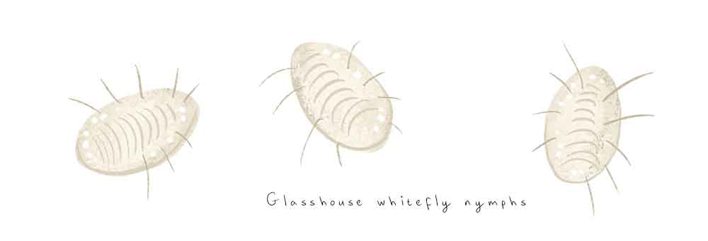 Glasshouse whitefly juvenile scale nymphs