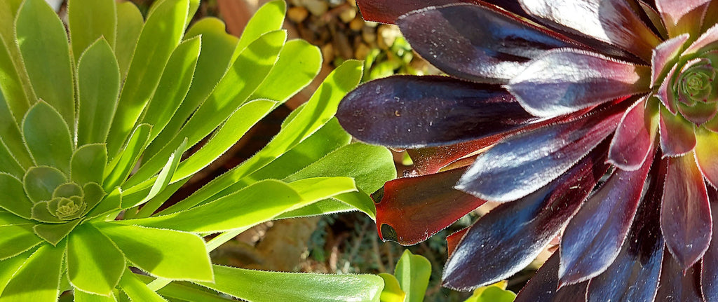 photograph of an aeonium zwartkop and bright green aeonium arboreum succulent