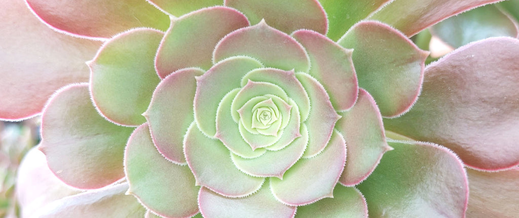 closeup photograph of an aeonium blushing beauty succulent