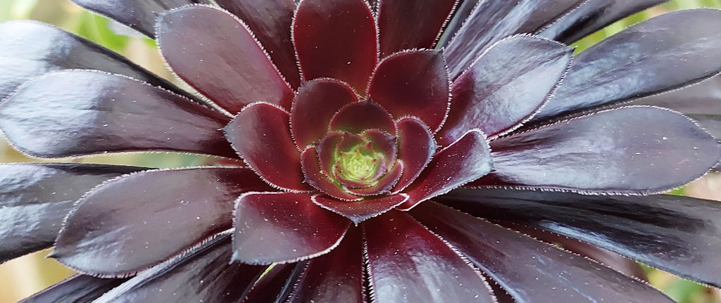 closeup photograph of an aeonium zwartkop succulent