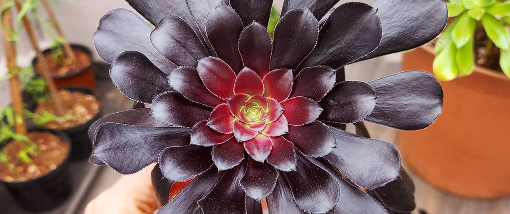 closeup photograph of an aeonium zwartkop succulent beheaded rosette cutting