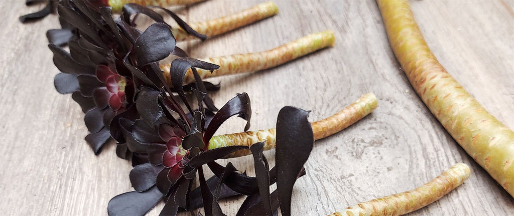 Small aeonium zwartkop succulent stem cuttings on a grey desk