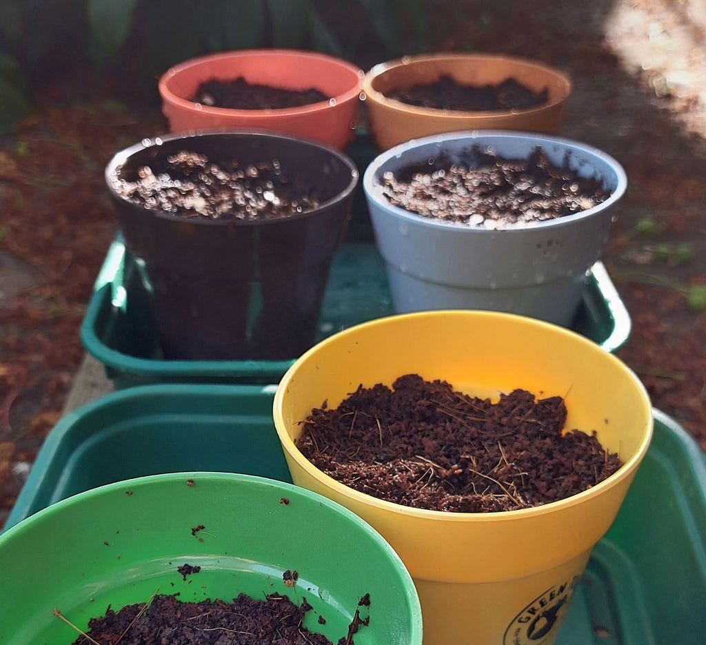 colourful plant pots in a tray with wet soil