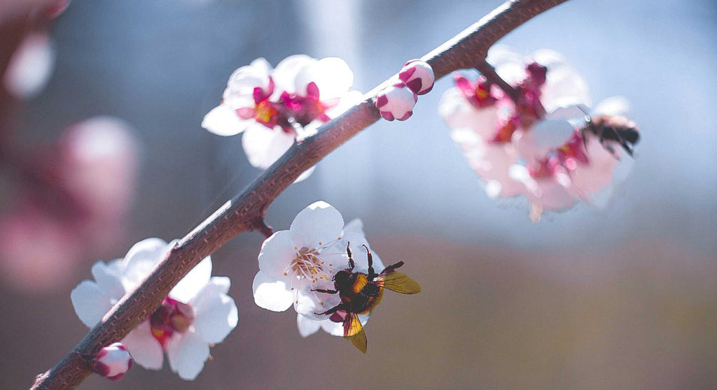 bumblebees on cherry blossom