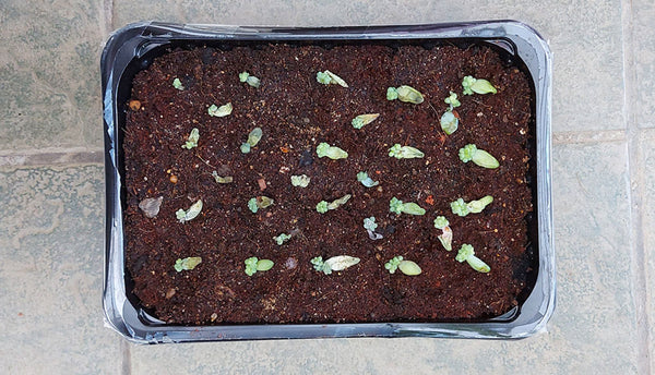 Sedum morganianum Burrito leaf cuttings in a seed tray