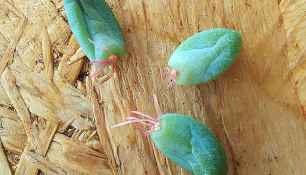 Sedum morganianum Burrito leaf cuttings with roots