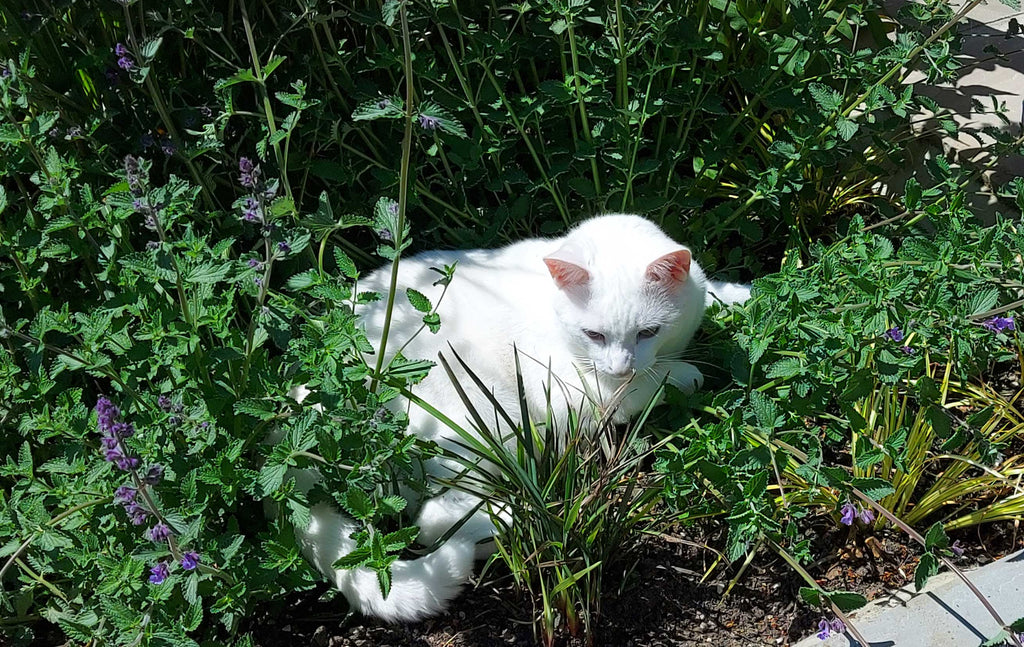 white cat sitting in the middle of a catnip plant