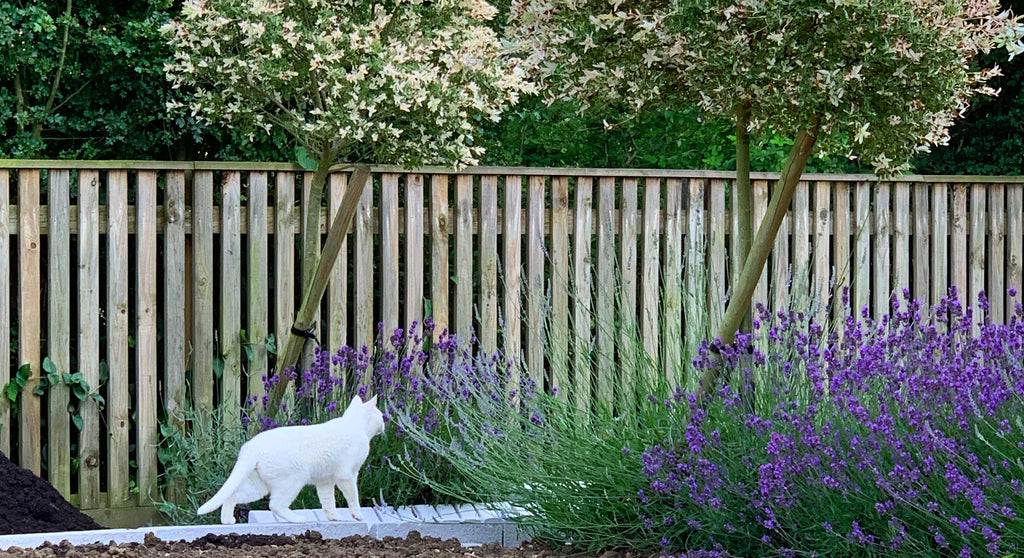 white cat in a garden with lavender