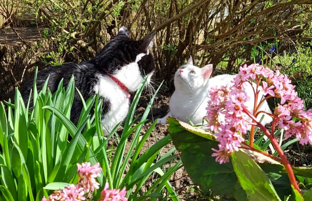 two cats sitting in a flowerbed