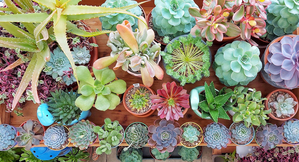colourful succulent on a table - aerial view photo