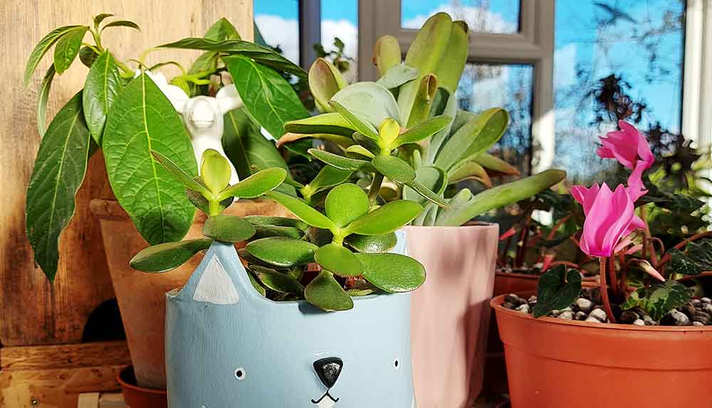 Crassula ovata jade bush in a handmade clay cat pot