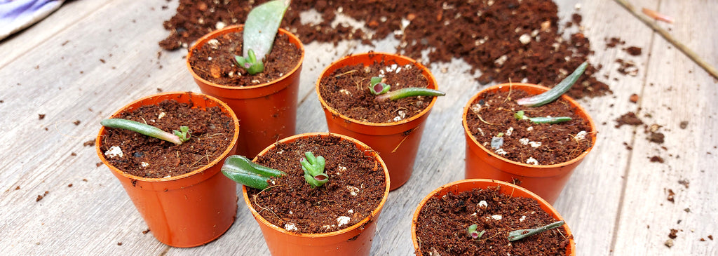 Jade gollum plant leaf cuttings potted in little plastic pots