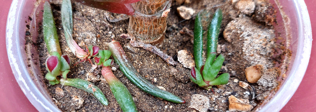 leaf plantlets on the soil in a pink ceramic pot from above