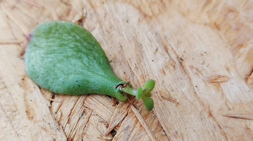 Crassula ovata money tree leaf cutting with plantlet growing