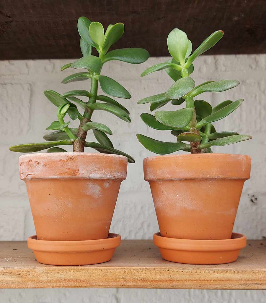 Crassula ovata jade plants in terracotta pots