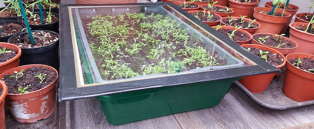 Sheet of glass on top of a seed tray with tiny seedlings growing inside and pots of sweet peas either side