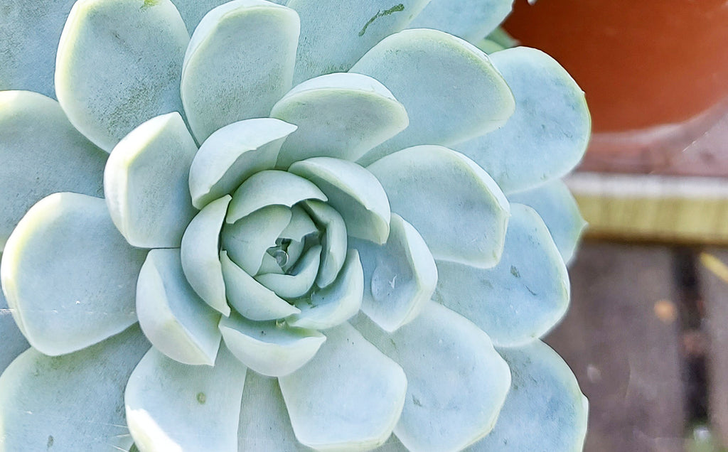 Closeup of a single blue echeveria elegans succulent