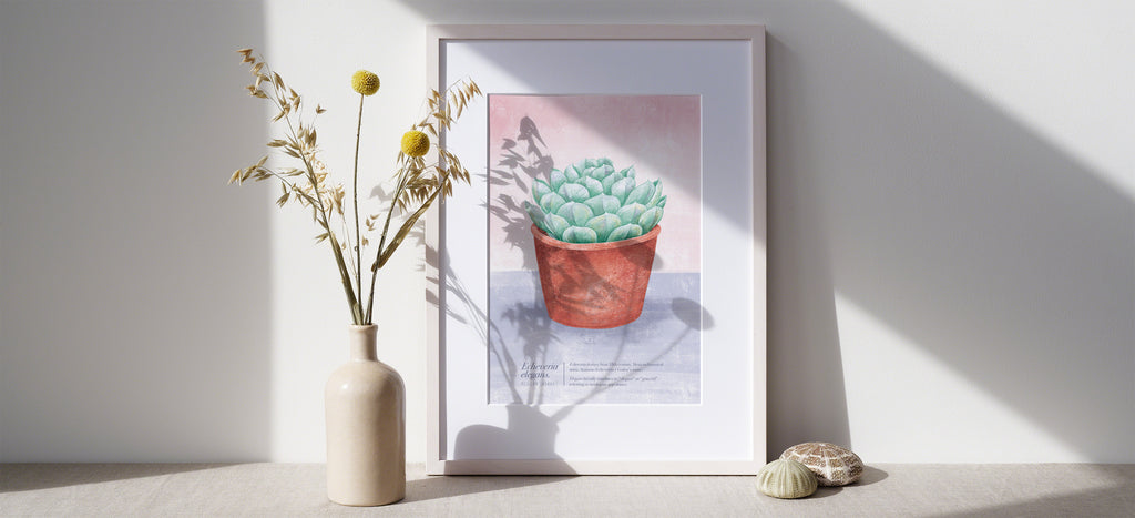 White framed illustration of an echeveria succulent in a white room with flowers