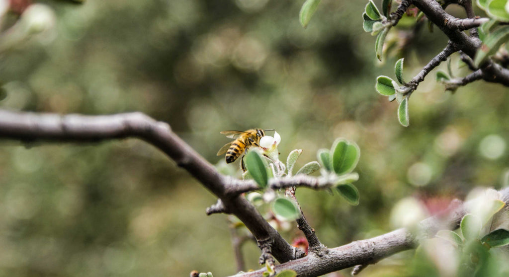bee flying near an apple tree branch