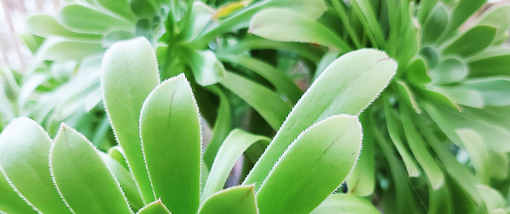 closeup photograph of an aeonium aeonium green leaves