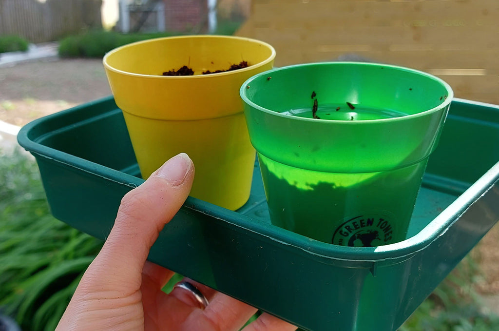 hand holding green tray with green and yellow plant pot in