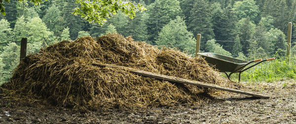 pile of horse manure with wheelbarrow