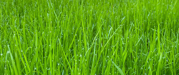 close up image of bright green grass