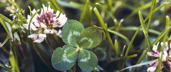 close up image of clover flower and leaves in grass
