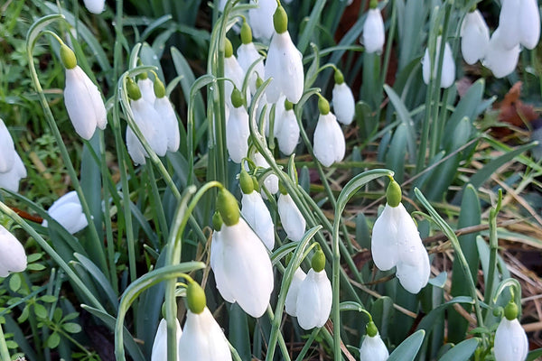 Closeup photo of a clump of galanthus nivalis