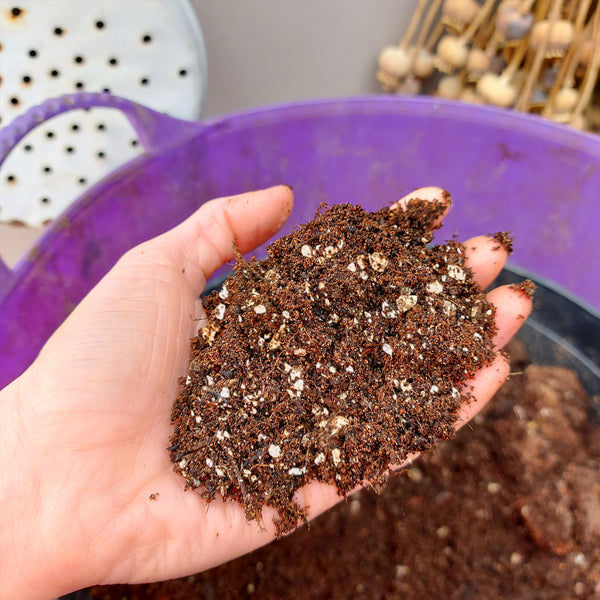 hand with soil and perlite mix over a purple bucket full of soil
