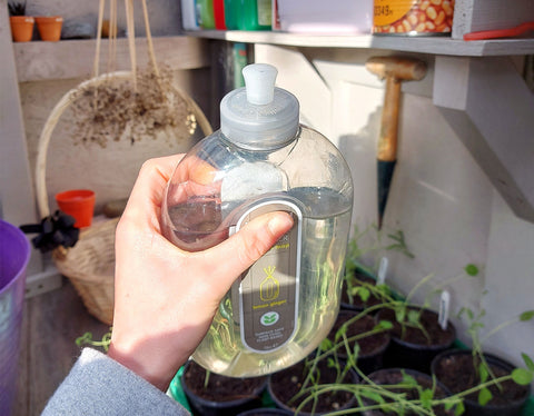 hand holding a floor cleaner bottle filled with water and seedlings in a seed tray