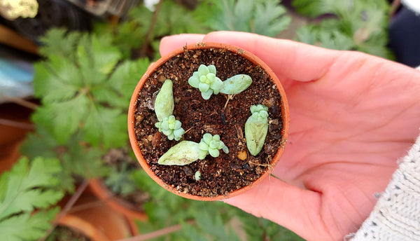 Baby Sedum morganianum Burrito plants growing from leaf cuttings in a small terracotta pot
