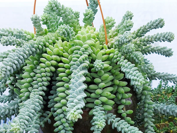 sedum morganianum burrito succulent plant with blue-green leaves